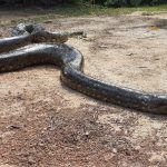 Anaconda Package – Dry Season