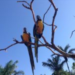 Blue and yellow macaw (Ara ararauna)