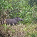 Tapir ( Tapirus terrestris)